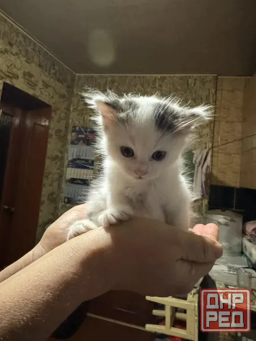 Отдам котят в хорошие руки Донецк - изображение 5