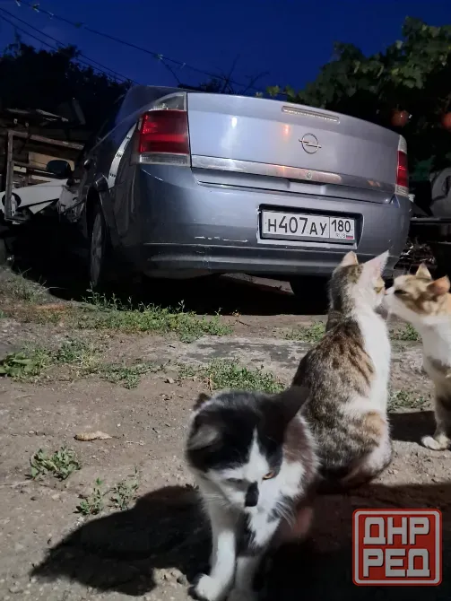 Отдам котят в хорошие руки Донецк - изображение 6