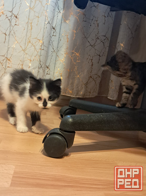 Отдам котят в хорошие руки Донецк - изображение 5
