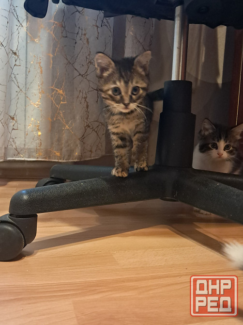 Отдам котят в хорошие руки Донецк - изображение 6