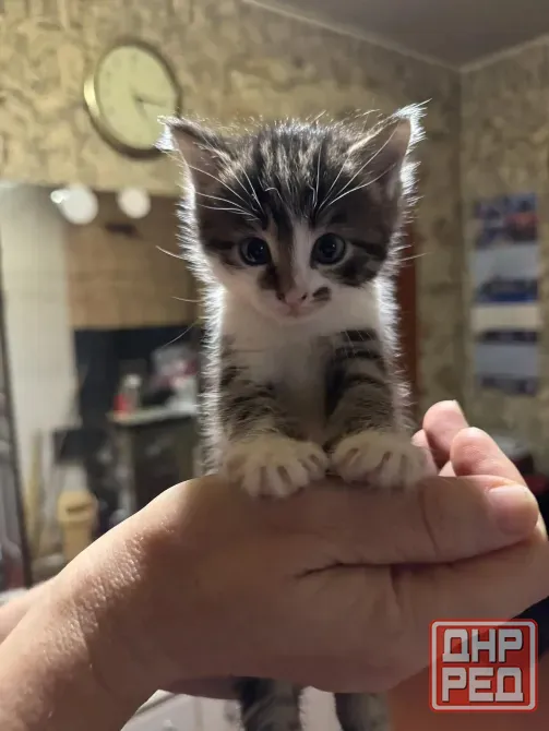 Отдам котят в хорошие руки Донецк - изображение 3