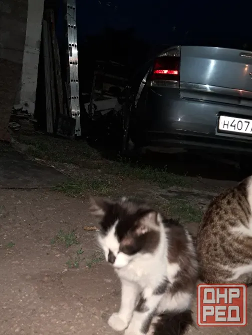 Отдам котят в хорошие руки Донецк - изображение 7