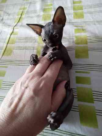 Сфинкс. Котёнок Макеевка