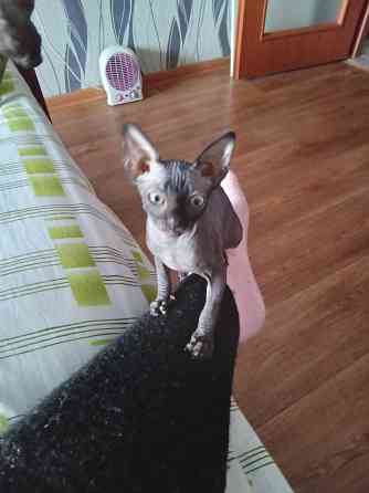 Сфинкс. Котёнок Макеевка