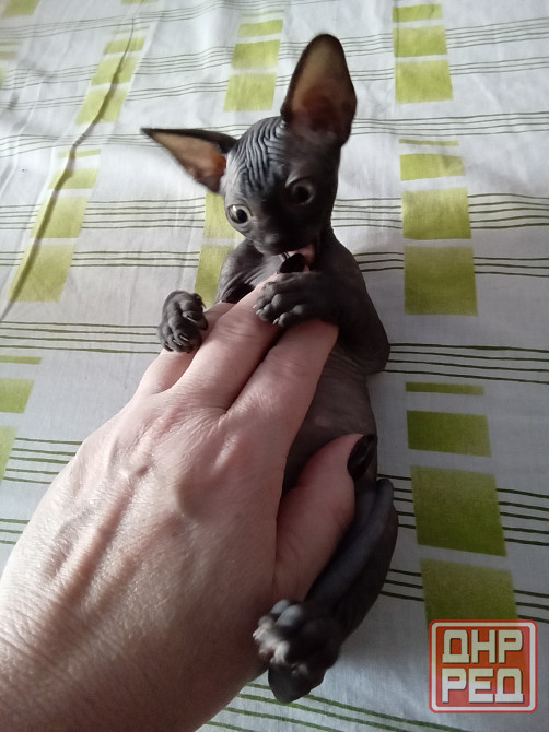 Сфинкс. Котёнок Макеевка - изображение 2