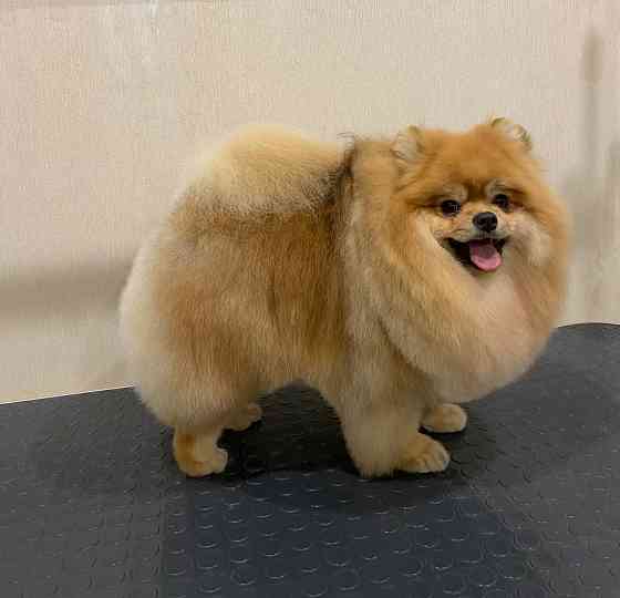 Груминг зоострижки , экспресс линька Донецк