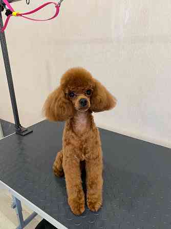 Груминг зоострижки , экспресс линька Донецк