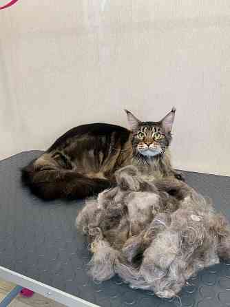 Груминг зоострижки , экспресс линька Донецк