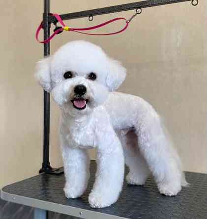 Груминг зоострижки , экспресс линька Донецк