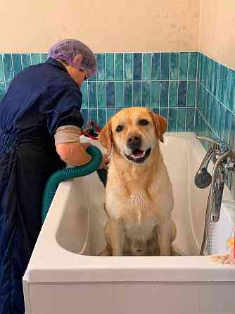 Груминг зоострижки , экспресс линька Донецк