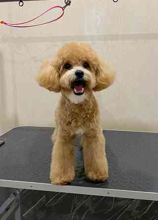 Груминг зоострижки , экспресс линька Донецк