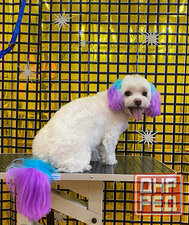 Груминг зоострижки , экспресс линька Донецк - изображение 7