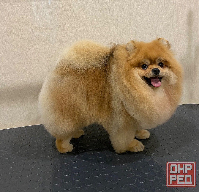 Груминг зоострижки , экспресс линька Донецк - изображение 6