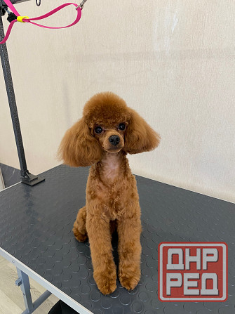 Груминг зоострижки , экспресс линька Донецк - изображение 4