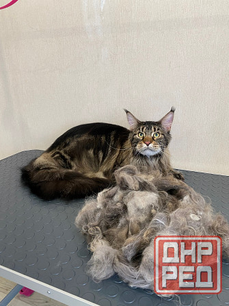 Груминг зоострижки , экспресс линька Донецк - изображение 1