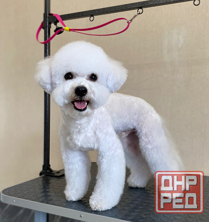 Груминг зоострижки , экспресс линька Донецк - изображение 2