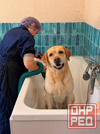 Груминг зоострижки , экспресс линька Донецк - изображение 3