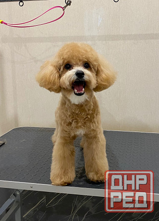 Груминг зоострижки , экспресс линька Донецк - изображение 5