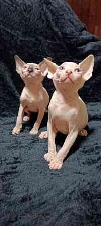 Голубоглазые котята канадского сфинкса Донецк