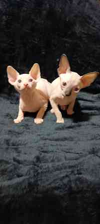 Голубоглазые котята канадского сфинкса Донецк