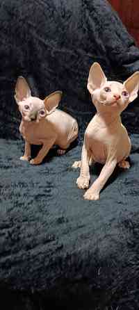 Голубоглазые котята канадского сфинкса Донецк