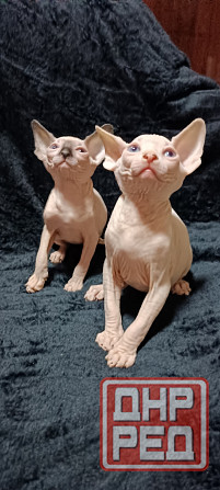 Голубоглазые котята канадского сфинкса Донецк - изображение 3