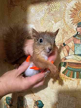 Продам бельчат Донецк