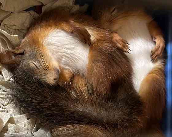 Продам бельчат Донецк