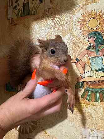 Продам бельчат Донецк