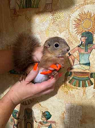 Продам бельчат Донецк