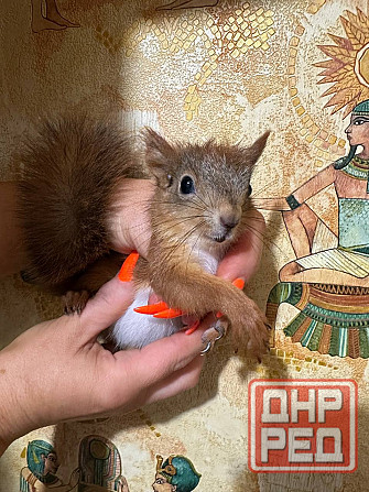 Продам бельчат Донецк - изображение 1