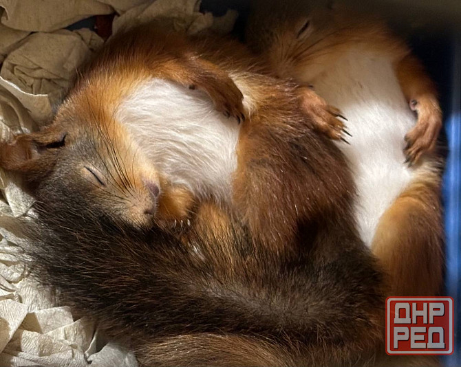 Продам бельчат Донецк - изображение 4