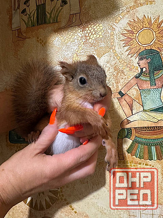 Продам бельчат Донецк - изображение 3