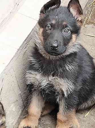 Щенки немецкой овчарки Луганск