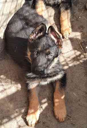 Щенки немецкой овчарки Луганск