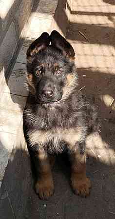 Щенки немецкой овчарки Луганск