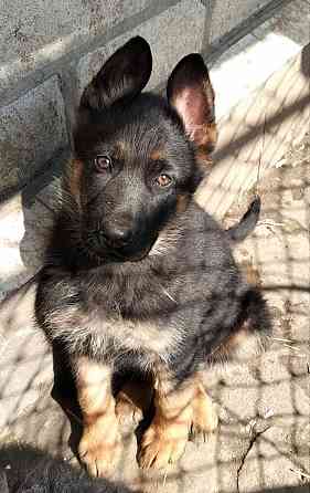 Щенки немецкой овчарки Луганск