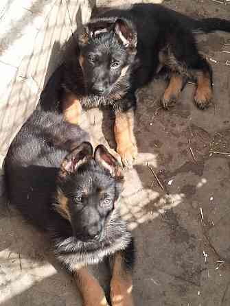 Щенки немецкой овчарки Луганск