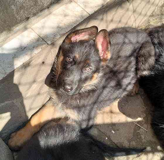 Щенки немецкой овчарки Луганск