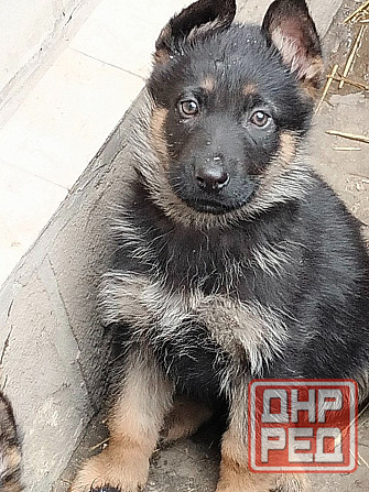 Щенки немецкой овчарки Луганск - изображение 1