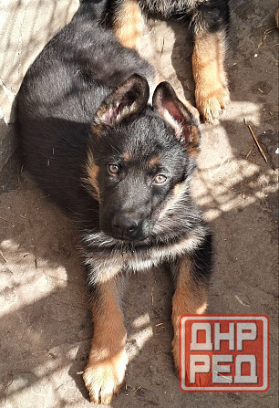 Щенки немецкой овчарки Луганск - изображение 3