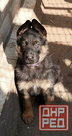 Щенки немецкой овчарки Луганск - изображение 6