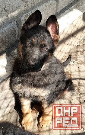 Щенки немецкой овчарки Луганск - изображение 5