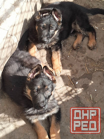 Щенки немецкой овчарки Луганск - изображение 2
