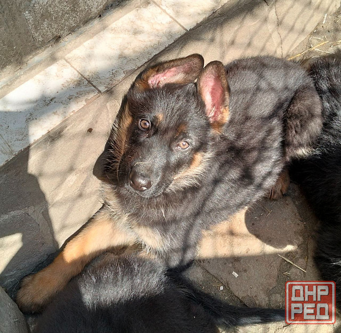 Щенки немецкой овчарки Луганск - изображение 4