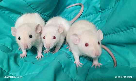 Девочки Дамбо. Алчевск