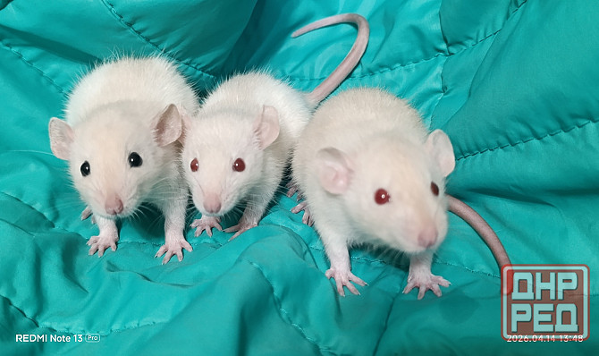 Девочки Дамбо. Алчевск - изображение 1