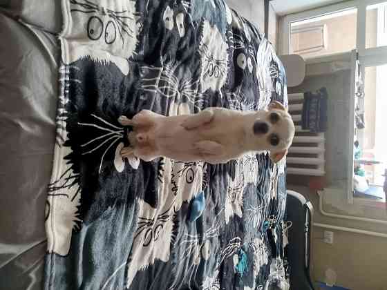 Щенки чихуа Донецк