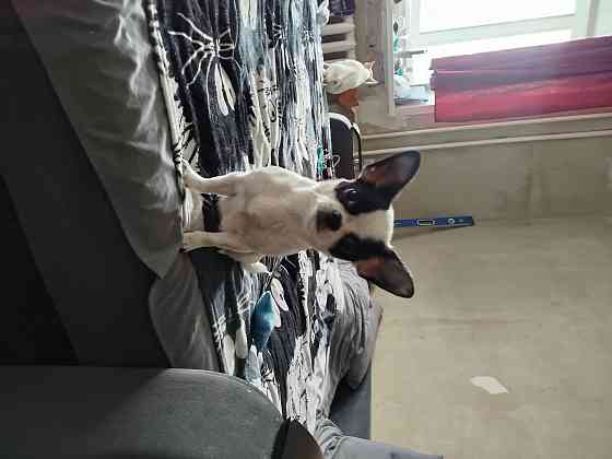 Щенки чихуа Донецк