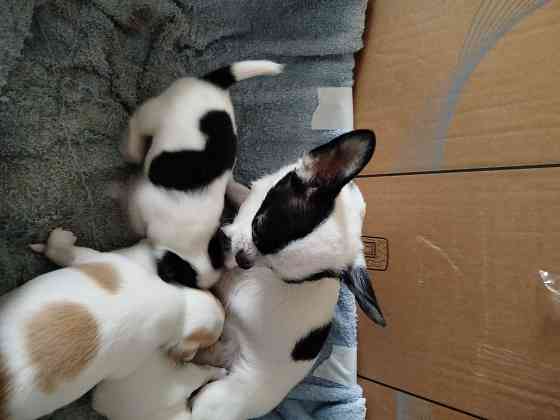 Щенки чихуа Донецк